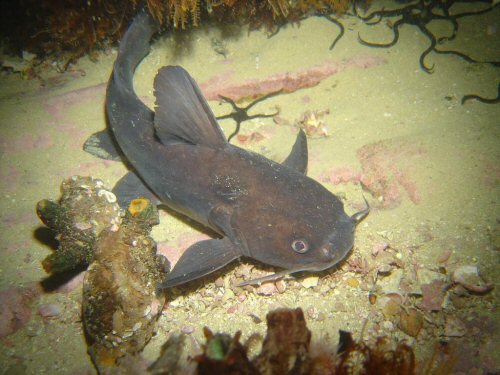 Galeichthys feliceps = Glencairn barge wreck S.A.