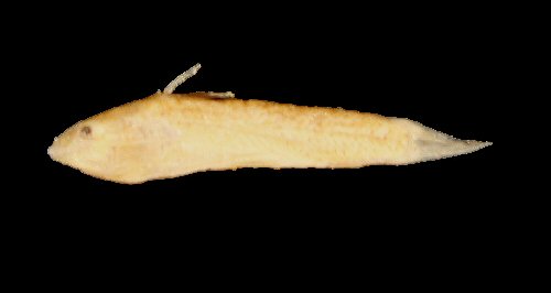 Gelanoglanis stroudi  = preserved specimen
