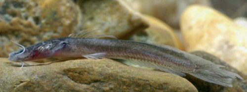 Gladioglanis machadoi = live specimen