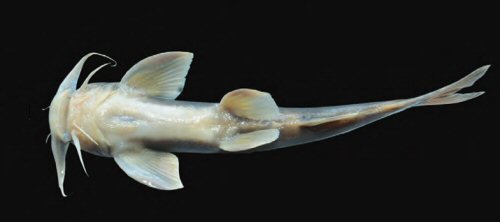 Glyptothorax dihangensis = Holotype-Ventral view