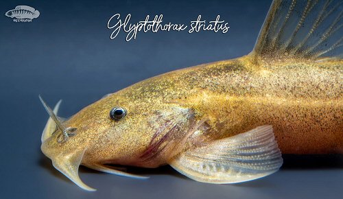 Glyptothorax striatus