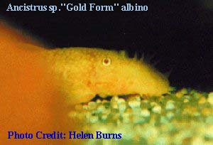 Ancistrus sp. "Gold Form" Albino