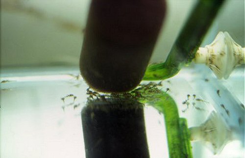 Rineloricaria parva = feeding at 1 week