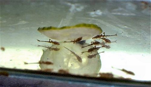 Rineloricaria parva = feeding at 2 weeks