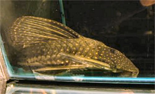 Adult - showing the large dorsal fin