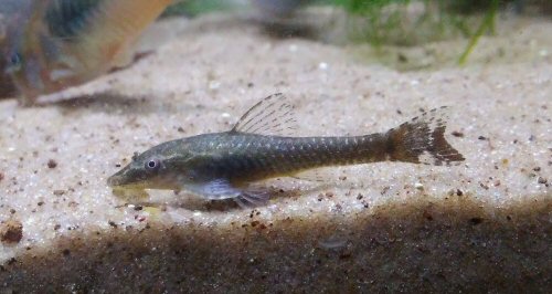 Hisonotus maculipinnis