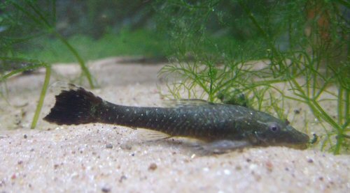 Hisonotus maculipinnis