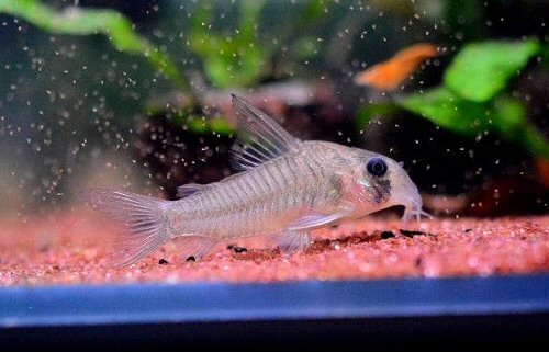 Hoplisoma griseum