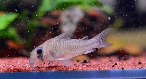 Hoplisoma griseum