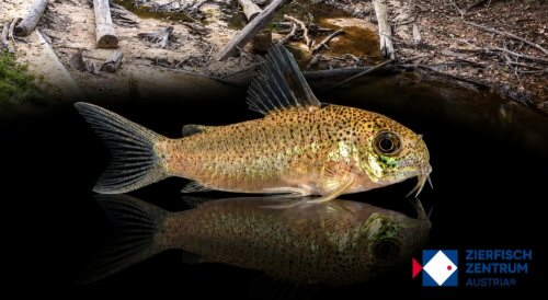 Hoplisoma sp. (CW200)