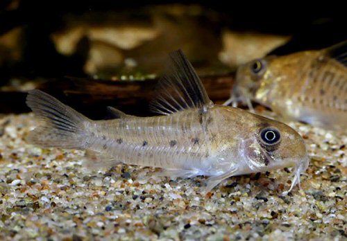 Hoplisoma sp. (CW218)