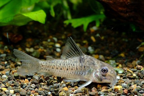 Hoplisoma sp. (CW218)