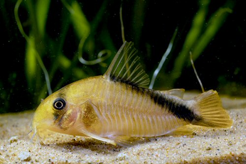 Hoplisoma sp. (CW219)