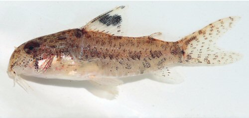 Hoplisoma tenharim = Live specimen-holotype