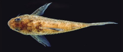 Hoplisoma tenharim = Dorsal view-holotype-Rio Manicor&eacute;, Municipality of Manicor&eacute;, Amazonas, Brazil 