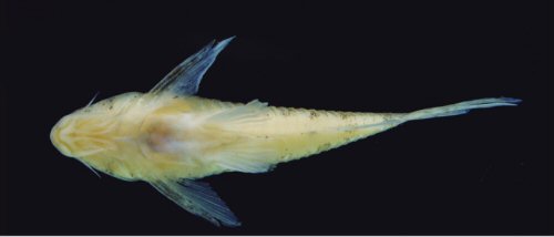 Hoplisoma tenharim = Ventral view-holotype-Rio Manicor&eacute;, Municipality of Manicor&eacute;, Amazonas, Brazil 