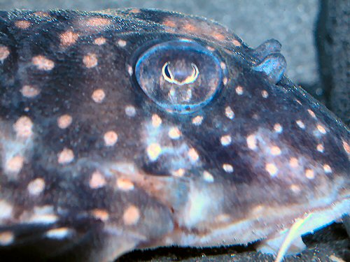 Hypancistrus inspector = Showing the large eyes 