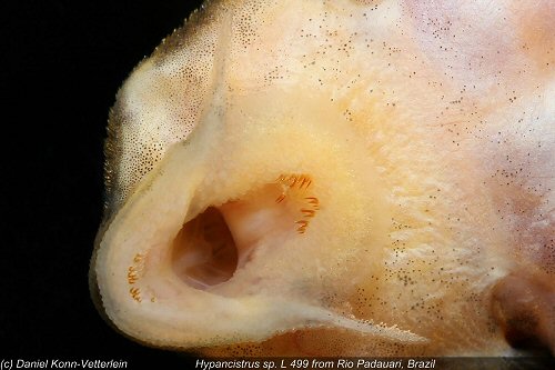 Hypancistrus sp. (L499) = view of mouth