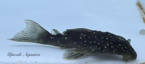 Hypancistrus lunaorum