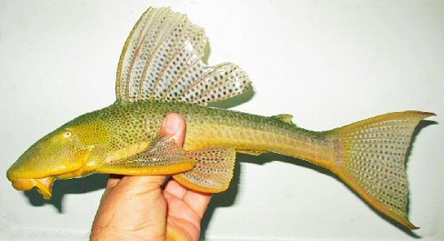 Hypostomus affinis = from Rio Doce
