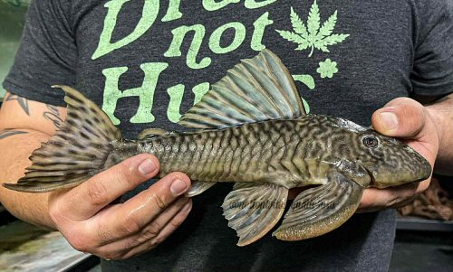 Hypostomus caudofasciatus