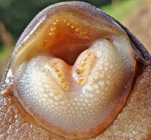 Hypostomus cochliodon - mouth-v shape
