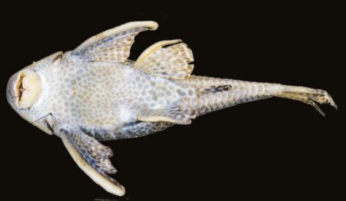 Hypostomus formosae = Ventral view-Holotype, 177 mm SL; Paraguay River drainage, Argentina