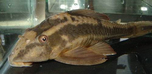 Hypostomus cochliodon