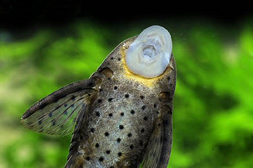 Hypostomus sp. (L138)  = mouth view