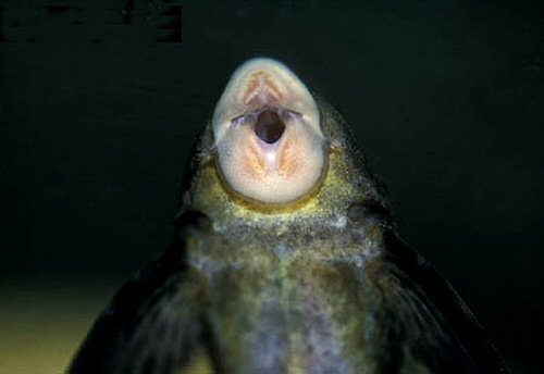 Hypostomus sp. (L229)  = view of mouth