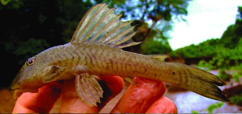 Hypostomus robertsoni  = In life, with inconspicuous dorsal fin dark blotches