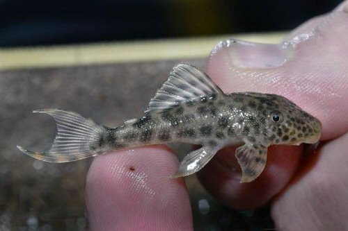 Hypostomus sp. (L346)
