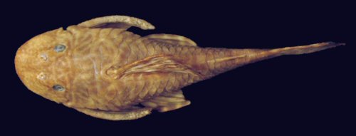 Hypostomus tietensis = Dorsal view-Holotype-Tiête River, São Paulo, Brazil 