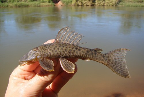 Hypostomus velhomonge = Brazil, Parnaíba River, Santa Filomena, Piauí