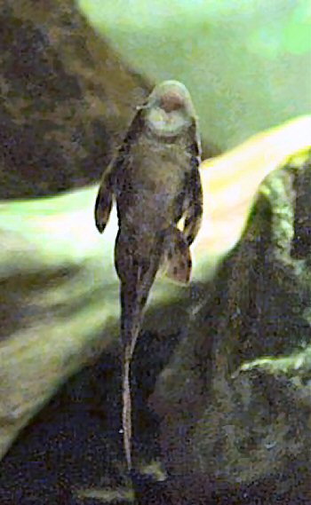 Hypostomus cf. cochliodon  = juvenile