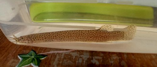Ituglanis amazonicus