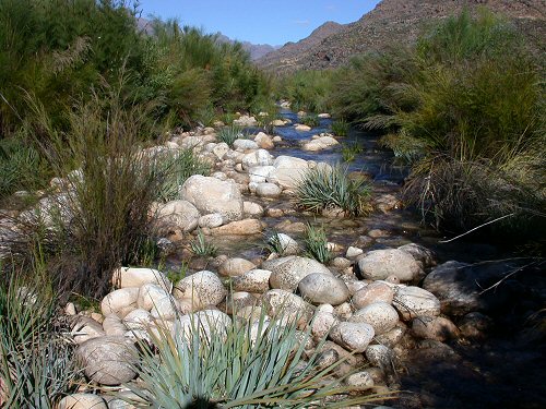 Austroglanis gilli = Type locality-Jan Dissles River near Clanwilliam, Western Cape