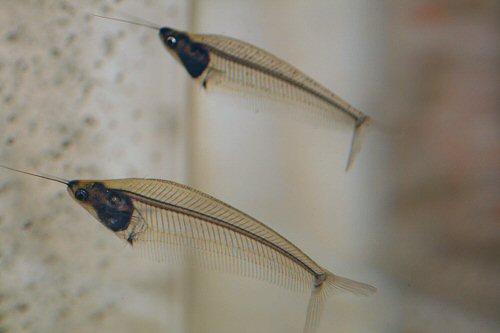 Kryptopterus vitreolus