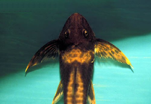 Lamontichthys llanero = dorsal view