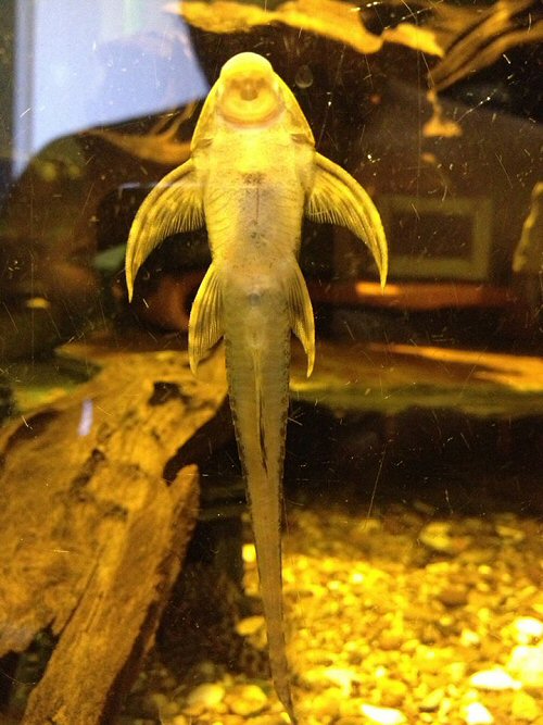 Lamontichthys stibaros = female