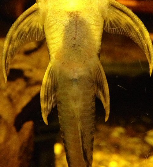 Lamontichthys stibaros  = female closer view