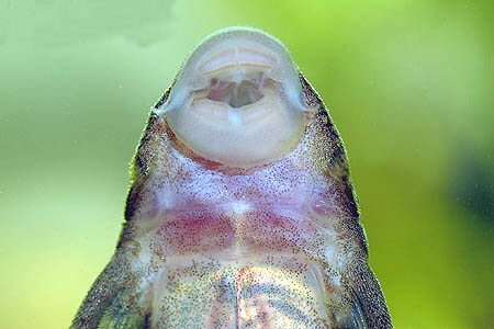 Lasiancistrus heteracanthus = view of mouth