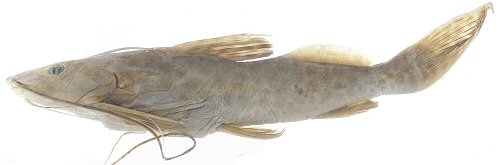 Leiarius perruno - holotype