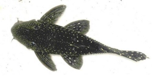 Leporacanthicus sp. (L473) = dorsal view