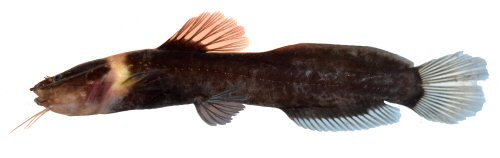 Leptorhamdia kamilai = Paratype-live specimen-Brazil, Mato Grosso State. Rio Tapaj&oacute;s basin