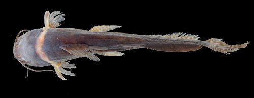 Leptorhamdia kamilai = Dorsal view-holotype-Brazil, Mato Grosso State, Campos de J&uacute;lio Municipality, Rio Juruena, PCH Segredo, 13&deg;1327.6S 59&deg;0134.4W