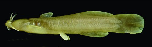 Liobagrus chengduensis = paratype