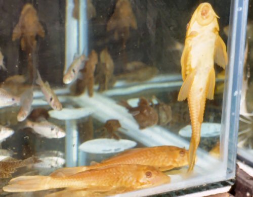 Pterygoplichthys pardalis = albino