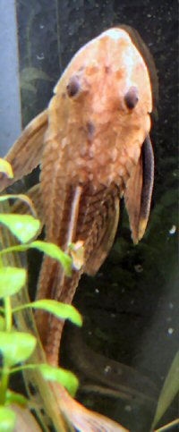 Pterygoplichthys sp. "Gold" = dorsal view