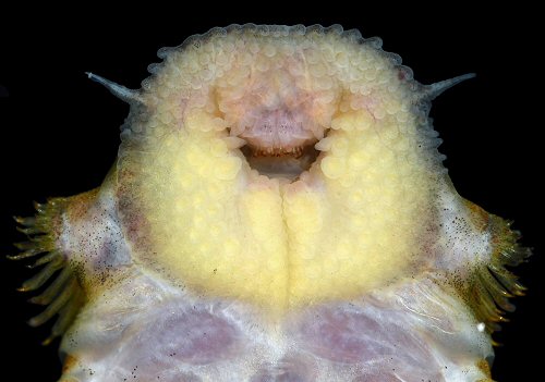 Paralithoxus bovalliii = mouth view